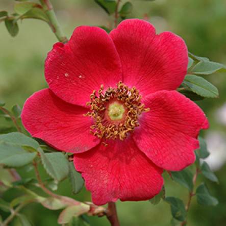 Rós 'Kínarauð' Meyjarós