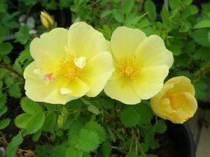 Rós 'Matti Hesperia'