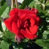 Rós 'Santana'