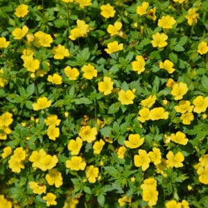 Mecardonia hybrida 'Garden freckles'