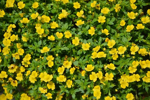 Mecardonia hybrida 'Garden freckles'