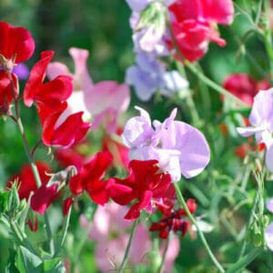 Lathyrus odoratus