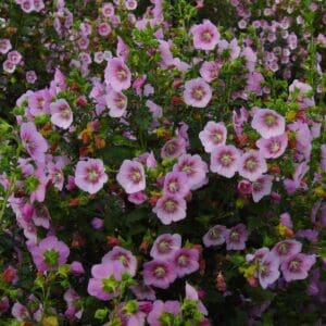 Anisodontea scabrosa pink