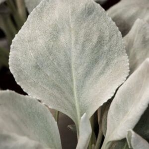 Senecio Angel Wings