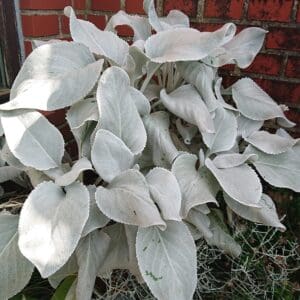 Senecio Angel Wings