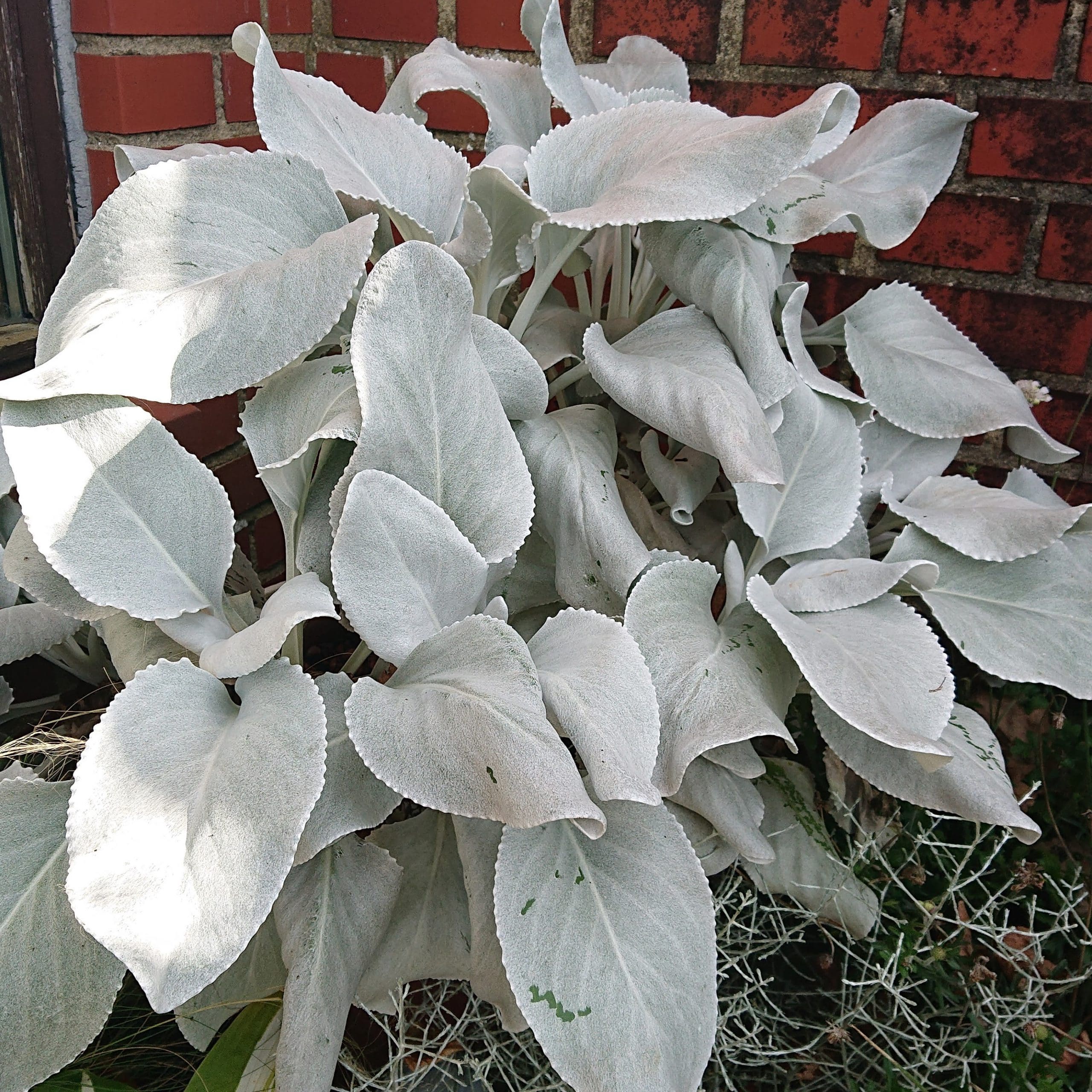 Senecio Angel Wings