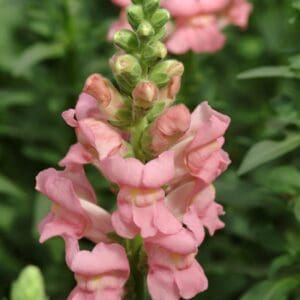 Antirrhinum majus