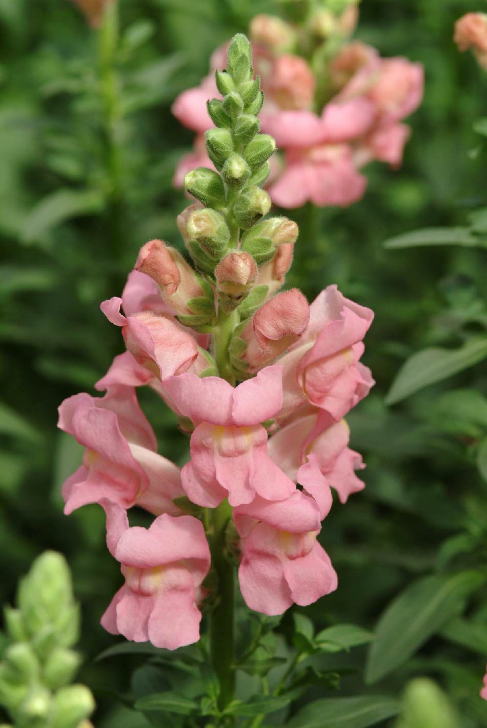 Antirrhinum majus