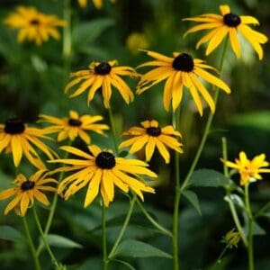 Rudbeckia fulgida