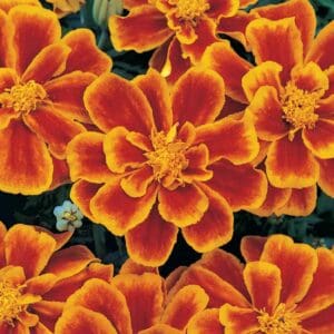 Tagetes signata nana