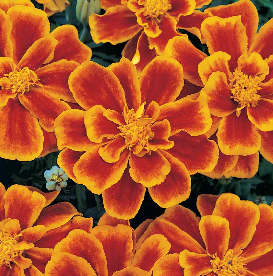 Tagetes signata nana