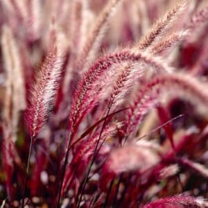 Pennisetum x advena 'Rubrum'